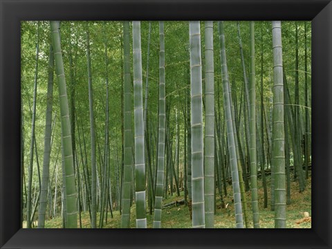 Framed Bamboo Trees In A Forest, Fukuoka, Japan Print