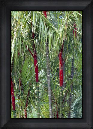 Framed Bamboo And Palm Trees In A Forest Print