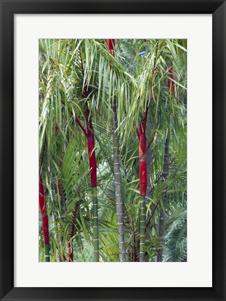 Framed Bamboo And Palm Trees In A Forest Print