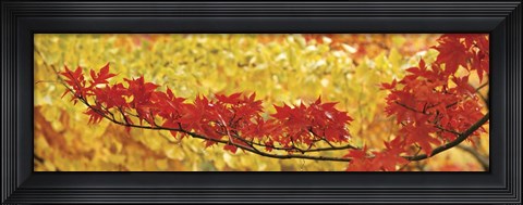 Framed Red And Yellow Autumnal Leaves Print
