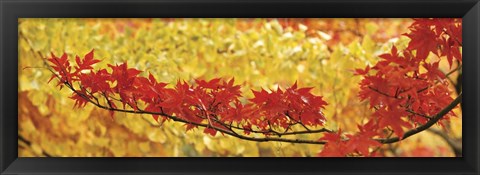 Framed Red And Yellow Autumnal Leaves Print