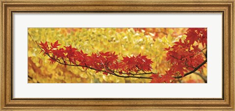 Framed Red And Yellow Autumnal Leaves Print