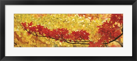 Framed Red And Yellow Autumnal Leaves Print