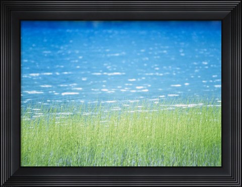 Framed Grass In Water Print