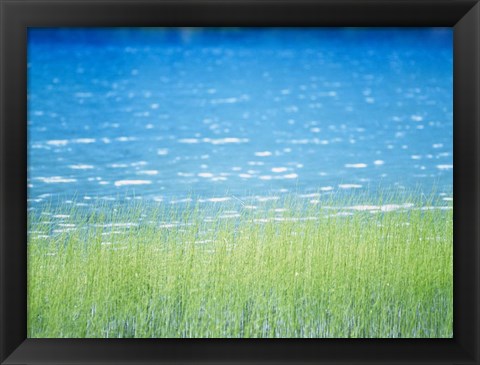 Framed Grass In Water Print