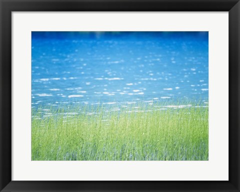 Framed Grass In Water Print