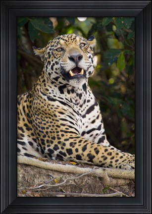 Framed Close-Up Of A Jaguar Snarling Print