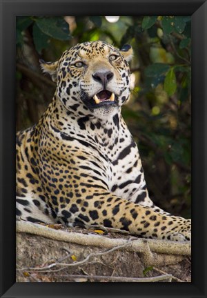 Framed Close-Up Of A Jaguar Snarling Print
