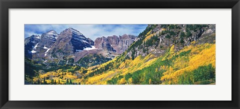 Framed Aspen Trees In Autumn With Mountains In The Background, Elk Mountains, Colorado Print