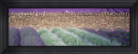 Framed Lavender Growing Beside Dry-Stone Wall, Somerset, England Print