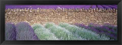 Framed Lavender Growing Beside Dry-Stone Wall, Somerset, England Print