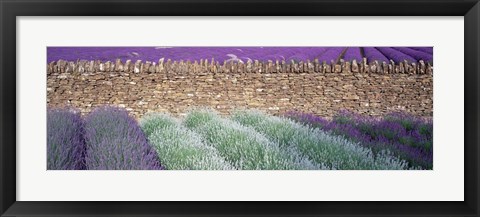 Framed Lavender Growing Beside Dry-Stone Wall, Somerset, England Print