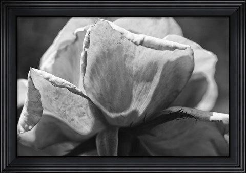 Framed Close-Up Of A Rose Print