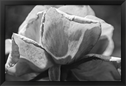 Framed Close-Up Of A Rose Print