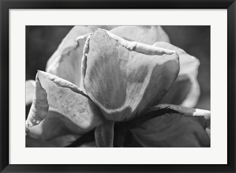 Framed Close-Up Of A Rose Print