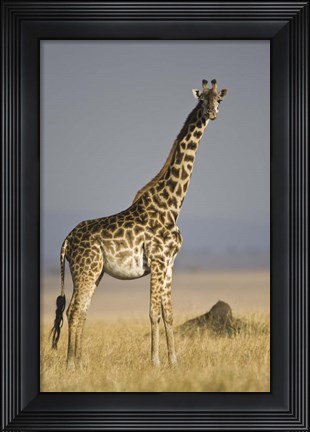 Framed Masai Giraffe Standing In A Forest, Kenya Print
