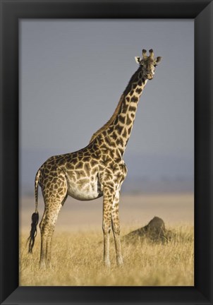 Framed Masai Giraffe Standing In A Forest, Kenya Print