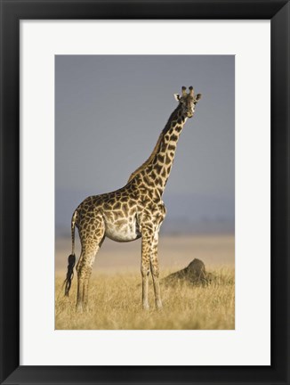 Framed Masai Giraffe Standing In A Forest, Kenya Print