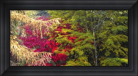 Framed Trees In Autumn, Westonbirt Arboretum, Gloucestershire, England Print
