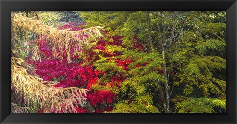 Framed Trees In Autumn, Westonbirt Arboretum, Gloucestershire, England Print