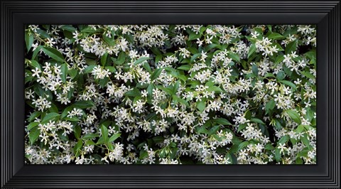 Framed White Flowers In Bloom, Sacramento, California Print