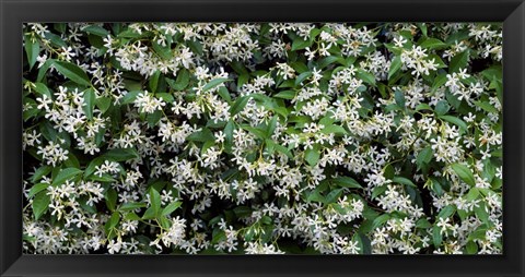 Framed White Flowers In Bloom, Sacramento, California Print