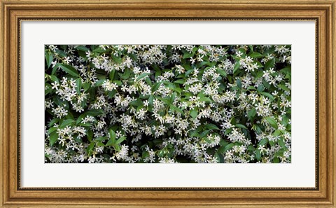 Framed White Flowers In Bloom, Sacramento, California Print