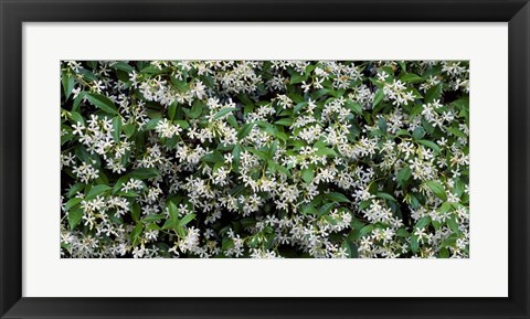 Framed White Flowers In Bloom, Sacramento, California Print