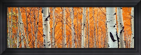 Framed View Of Aspen Trees, Granite Canyon, Wyoming, Print