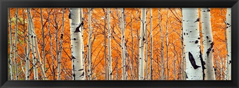 Framed View Of Aspen Trees, Granite Canyon, Wyoming, Print