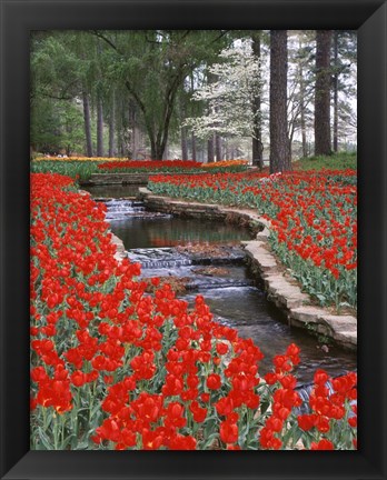 Framed Red Tulips And Brook In Hodges Gardens, Louisiana Print