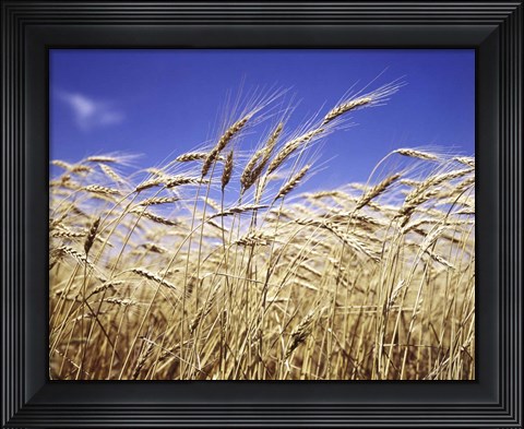 Framed Close-Up Of Heads Of Wheat Stalks Against Blue Sky Print