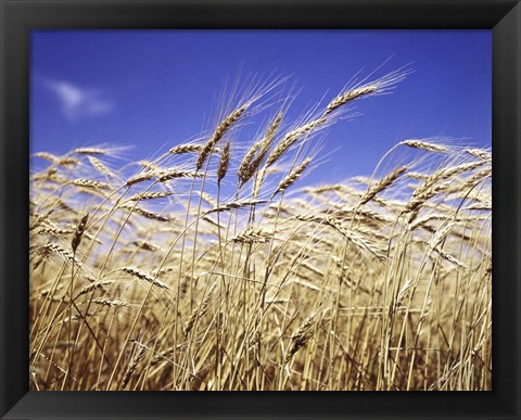 Framed Close-Up Of Heads Of Wheat Stalks Against Blue Sky Print