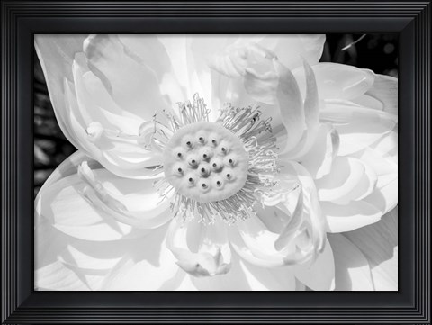 Framed Close-Up Of American White Waterlily Flower Print