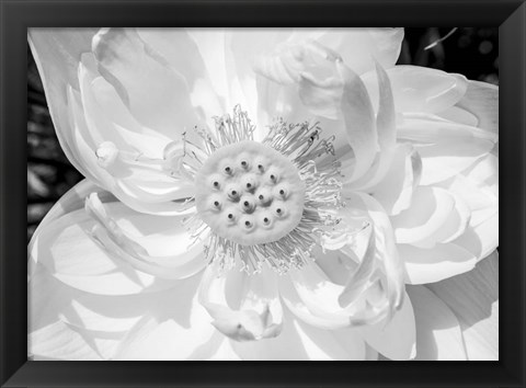 Framed Close-Up Of American White Waterlily Flower Print