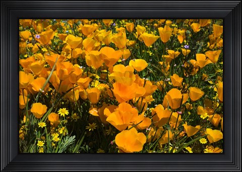 Framed California Poppies And Canterbury Bells Growing In A Field Print