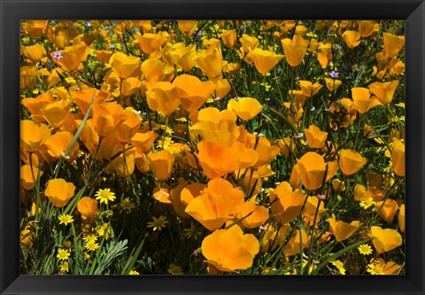 Framed California Poppies And Canterbury Bells Growing In A Field Print