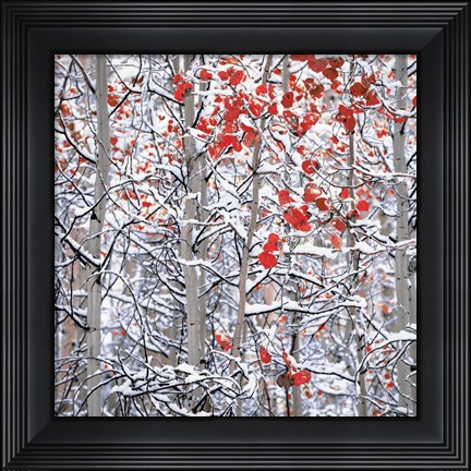 Framed Snow Covered Aspen Trees Print