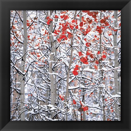 Framed Snow Covered Aspen Trees Print