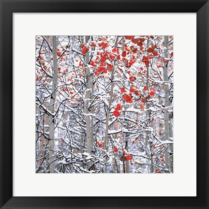 Framed Snow Covered Aspen Trees Print