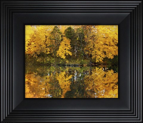 Framed Autumn Trees In A Park, Delnor Woods Park, St. Charles, Illinois Print
