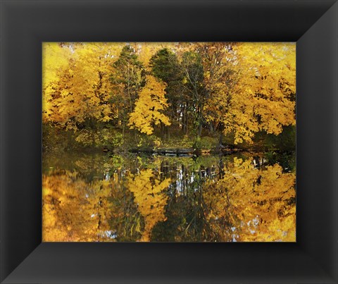 Framed Autumn Trees In A Park, Delnor Woods Park, St. Charles, Illinois Print