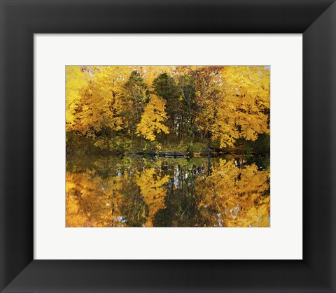 Framed Autumn Trees In A Park, Delnor Woods Park, St. Charles, Illinois Print