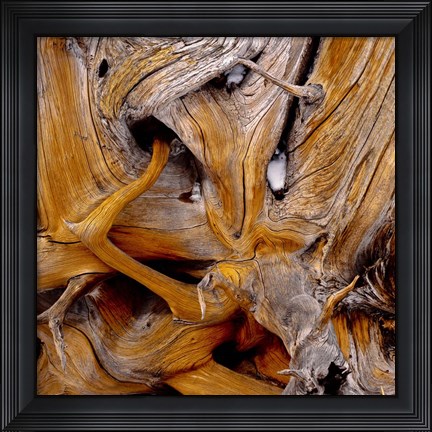 Framed Bark Of Spruce Tree Print