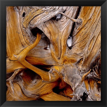 Framed Bark Of Spruce Tree Print