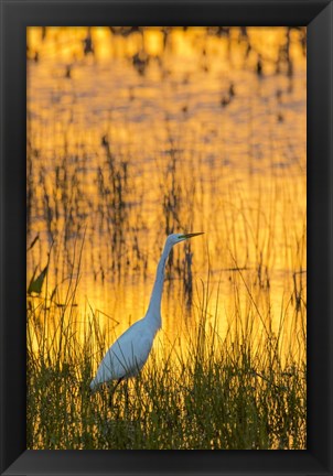 Framed Great Egret At Sunset, Viera Wetlands, Florida Print