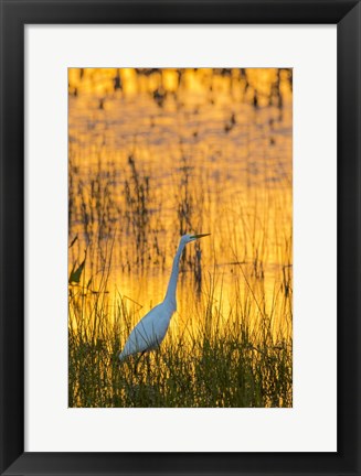 Framed Great Egret At Sunset, Viera Wetlands, Florida Print