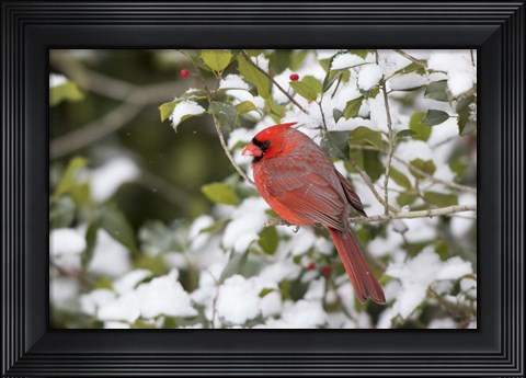 Framed Close-Up Of Male Northern Cardinal In American Holly Print