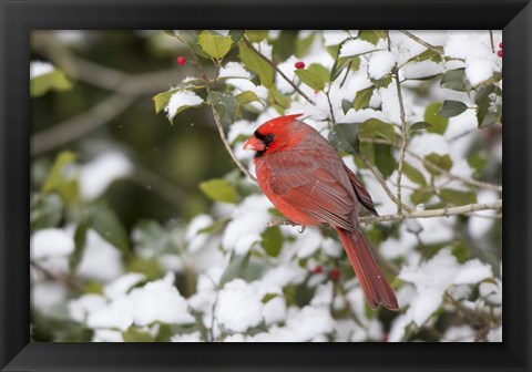 Framed Close-Up Of Male Northern Cardinal In American Holly Print