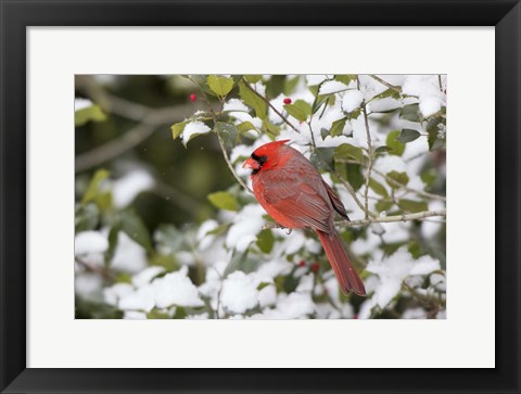 Framed Close-Up Of Male Northern Cardinal In American Holly Print